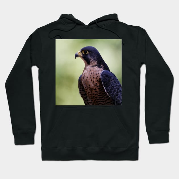 Peregrine Falcon Hoodie by SHWILDLIFE